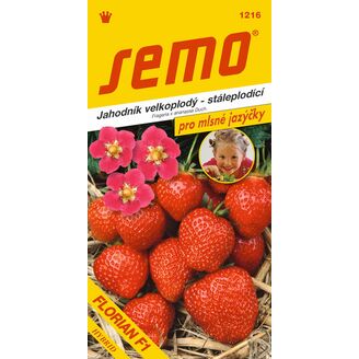 jahodník FLORIAN F1 12s. *** ***