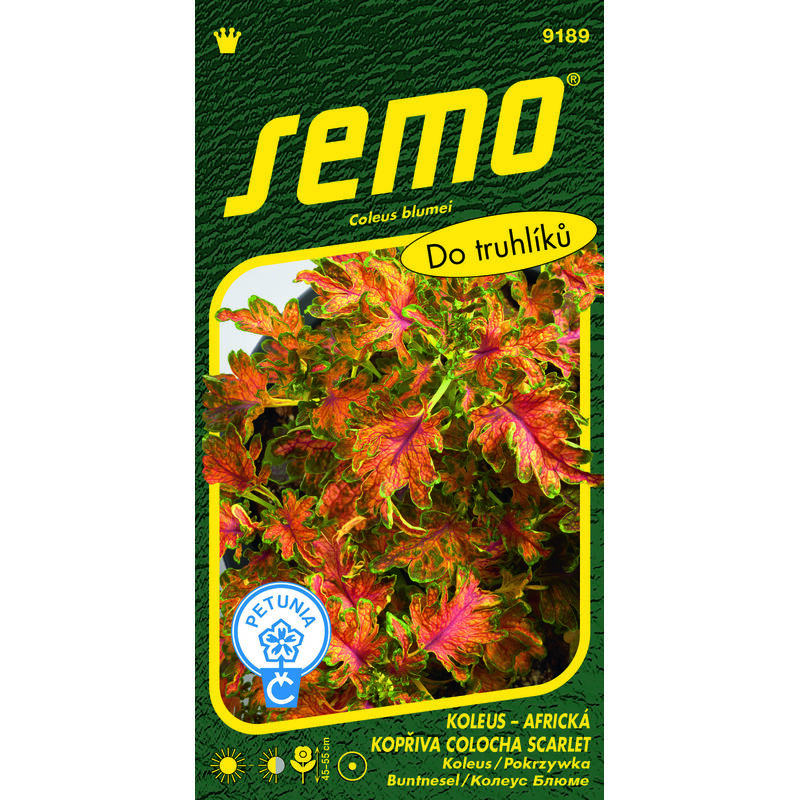 Koleus COLOCHA SCARLET 40pel.*** ***