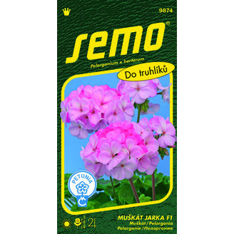 Muškát páskatý JARKA F1 11s. *** ***