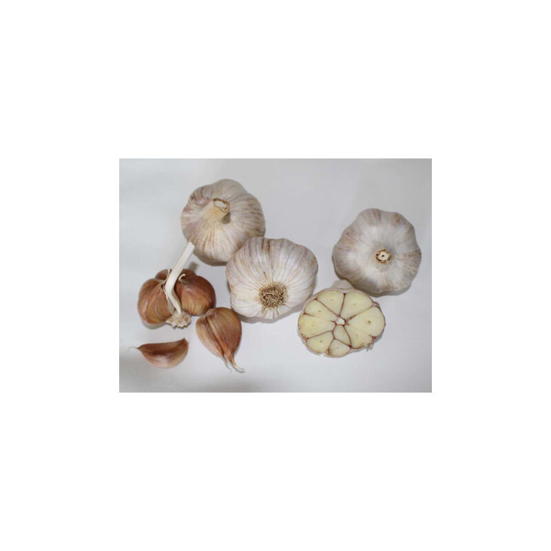 Česnek ozimý OTAKAR -  4 česneky