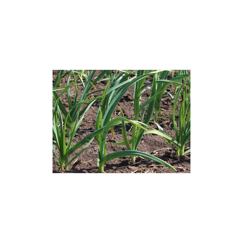 Česnek ozimý OTAKAR -  4 česneky