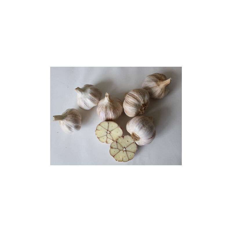 Česnek ozimý OTAKAR -  4 česneky